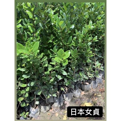 女貞樹|日本女貞｜亞泥生態園區官方網站植物生態－花蓮生態復